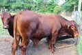 Big Bull in pasture Royalty Free Stock Photo