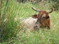 Big bull resting in the grass Royalty Free Stock Photo