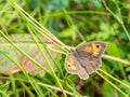 Big bull`s eye butterfly wildlife