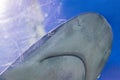 Big bull shark in the clear blue water of Atlantic ocean