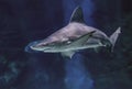 Big bull shark in the clear blue water of Atlantic ocean Royalty Free Stock Photo