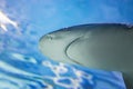 Big bull shark in the clear blue water of Atlantic ocean