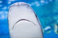 Big bull shark in the clear blue water of Atlantic ocean Royalty Free Stock Photo