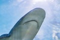 Big bull shark in the clear blue water of Indian ocean Royalty Free Stock Photo