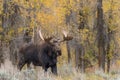 Big Bull Shiras Moose in Fall Royalty Free Stock Photo