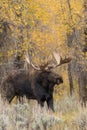 Big Bull Shiras Moose in Fall Rut Royalty Free Stock Photo