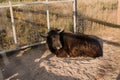 Big bull sleeping on the ground
