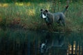 Dog in froggy woodland lake Royalty Free Stock Photo