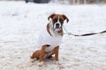 Big bulldog obediently performs in winter training