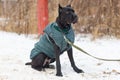 Big bulldog obediently performs in winter training