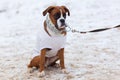 Big bulldog obediently performs in winter training