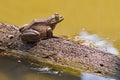 Big Bullfrog Royalty Free Stock Photo