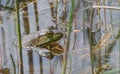 Big bullfrog partially submerged, warms n the sun.