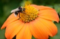 Big bumble bee Royalty Free Stock Photo