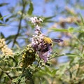 Bumble bee collects flower pollen on flowers.