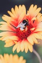 Big bumble bee Royalty Free Stock Photo