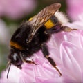 Big bumble bee sitting on blossoming flower Royalty Free Stock Photo