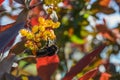 Big bumblebee collects nectar from the flowers of the barberry