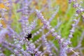 Big Bumblebee collects pollen on the beautiful lavender flowers. Bushes of lavender flowers bloom in the garden in