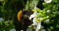 Big bumblebee drinking nectar from white flower Royalty Free Stock Photo