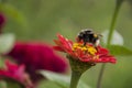 Big bumblebee gather nectar. Bright red flower zinnia blooming in the garden on the green background. Early autumn Royalty Free Stock Photo