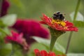 Big bumblebee gather nectar. Bright red flower zinnia blooming in the garden on the green background. Early autumn Royalty Free Stock Photo