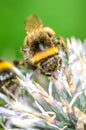 Big bumblebee pollinates a flower EchÃÂ­nops./bumblebee pollinates a flower. Selective focus