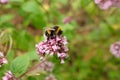 Big bumblebee pollinates flower in summer
