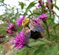 Big Bumblebee Pollinating the Flower Royalty Free Stock Photo