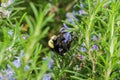 Big bumblebee pollinating a rosemary flower, California Royalty Free Stock Photo