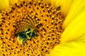 Big Bumblebee pollinating a sunflower in summer day Royalty Free Stock Photo