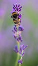 Big bumblebee on purple lavender flowers. Close up Royalty Free Stock Photo