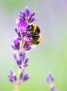 Big bumblebee on purple lavender flowers. Close up Royalty Free Stock Photo