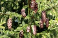 Big bumps on a bright green spruce branch Royalty Free Stock Photo