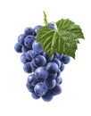 Big bunch of blue grapes isolated on white background Royalty Free Stock Photo