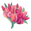 Big bunch of detailed pink and red fresh tulips isolated on white background. Illustration of flowers can be used for festive and