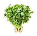 big bunch of fresh green cilantro isolated Royalty Free Stock Photo