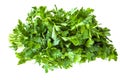 big bunch of fresh green parsley herb isolated Royalty Free Stock Photo