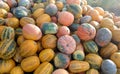 Big bunch of fresh picked pumkins on a farm Royalty Free Stock Photo