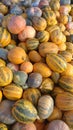 Big bunch of fresh picked pumkins on a farm Royalty Free Stock Photo