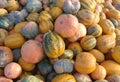 Big bunch of fresh picked pumkins on a farm Royalty Free Stock Photo