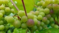 Big bunch of grapes closeup Royalty Free Stock Photo