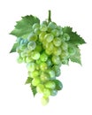 Big bunch of green grapes isolated on white background Royalty Free Stock Photo