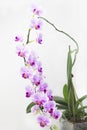 A big bunch of the home orchid vibrant purple flower near the white wall. Beautiful home bouquet of Thailand orchid. Selective sof Royalty Free Stock Photo