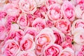 Big bunch of multiple pink roses