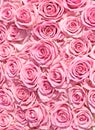 Big bunch of multiple pink roses of a bride