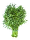 Big bunch of natural green dill herb isolated Royalty Free Stock Photo