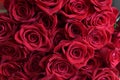 Background of many red roses