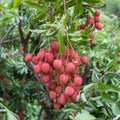 Big bunch of ripe red lychees hanging down from.