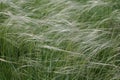 A bunch of feather grass wavering on wind photo Royalty Free Stock Photo